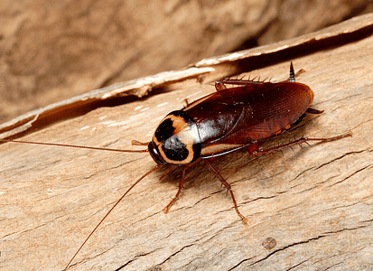 australian cockroach